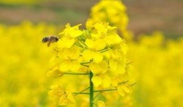 热点爆料油菜花视频下载,春日美景一网打尽