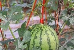 免费吃瓜福利网红,网红带你畅享网络盛宴！