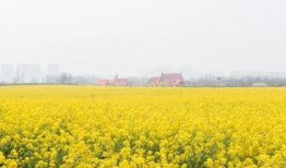 热点爆料油菜花视频下载,春日美景一网打尽