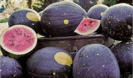 黑科吃瓜爆料最新进展,真相大白，幕后黑手浮出水面！”