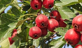 山楂加工爆料视频大全下载,视频大全带你领略传统工艺魅力