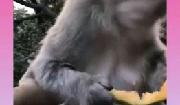 猴子的吃瓜视频大全集免费观看,免费观看猴子吃瓜视频大全集
