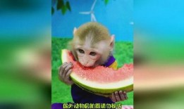 猴子的吃瓜视频大全集免费观看,免费观看猴子吃瓜视频大全集
