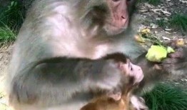 猴子的吃瓜视频大全集免费观看,免费观看猴子吃瓜视频大全集