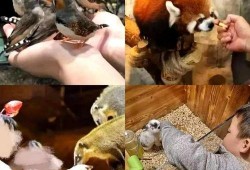 网红爆料动物园视频在线观看,动物园真实画面，网友热议动物福利问题