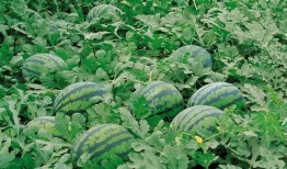 庆阳网红吃瓜群微信群号,揭秘微信群号的魅力与社交圈层