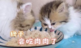 娱乐吃瓜酱小奶猫,揭秘娱乐圈那些不为人知的幕后故事
