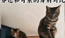娱乐吃瓜酱小奶猫,揭秘娱乐圈那些不为人知的幕后故事