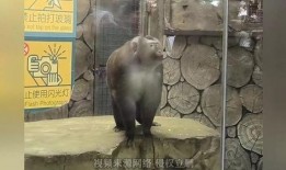 网红爆料动物园视频在线观看,动物园真实画面，网友热议动物福利问题
