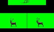 小鹿爆料视频大全最新下载,最新下载内容大揭秘