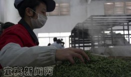 爆料茶叶的视频,视频爆料揭示行业内幕