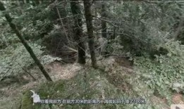 山谷真人秀在线观看,揭秘隐秘山谷中的真实生活