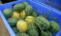 庆阳网红吃瓜群微信群号,揭秘微信群号的魅力与社交圈层