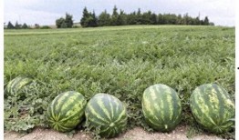 黑科吃瓜爆料最新进展,真相大白，幕后黑手浮出水面！”