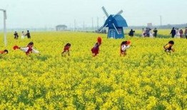 热点爆料油菜花视频下载,春日美景一网打尽